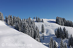 F104625: Winterlandschaft mit frisch verschneiten Tannenwäldern