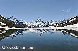 F108215: Spiegelung der Berner Hochalpen im Bachalpsee