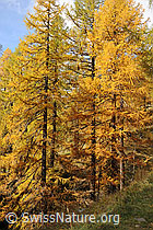 F114222: Lärchen in den Herbstfarben