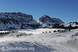 F115070: Nebelschwaden in verschneitem Weidegebiet der Voralpen