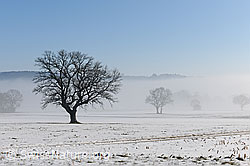 F115578: Bäume und Nebelstimmung