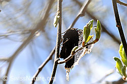 Photo: Trauermantel (Nymphalis antiopa) während Eiablage