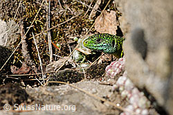 Smaragdeidechse (Lacerta bilineata) (F117768)