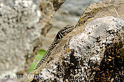 Mauereidechse (Podarcis muralis) auf Felsblock (F117774) Mauereidechse (Podarcis muralis) auf Felsblock (F117774)