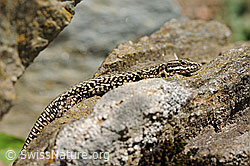 Mauereidechse (Podarcis muralis) auf Felsblock (F117776) Mauereidechse (Podarcis muralis) auf Felsblock (F117776)