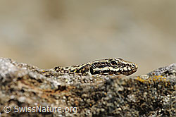 Mauereidechse (Podarcis muralis) (F117788) Mauereidechse (Podarcis muralis) (F117788)