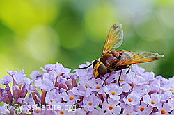 Hornissenschwebfliege (Volucella zonaria) auf Sommerflieder (Buddleja davidii)