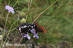 Blauschwarzer Eisvogel (Limenitis reducta) (16.08.2014, F120399)