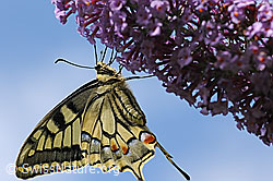 Schwalbenschwanz (Papilio machaon)