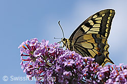 Schwalbenschwanz (Papilio machaon) (F122797)