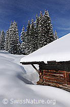 F127265: Alphütte und verschneiter Tannenwald
