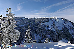 F127285: Winterstimmung mit frisch verschneiten Tannen