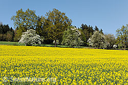 F128684: Blühendes Rapsfeld und blühende Bäume