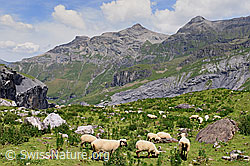 Photo: Schafherde im hinteren Teil des Kientals
