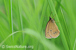 Brauner Waldvogel (Aphantopus hyperantus) (F131282)