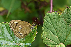 Brauner Waldvogel (Aphantopus hyperantus) (F134050)