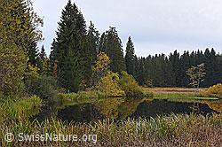 F135179: Weiher im Wachseldornmoos