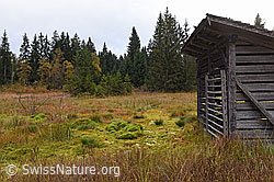 F135183: Hütte im Wachseldornmoos