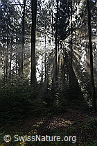 F136822: Lichstrahlen im Tannenwald