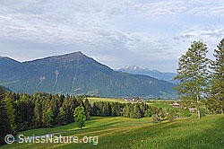 F138068: Frühlingslandschaft mit Rigi vom Walchwilerberg
