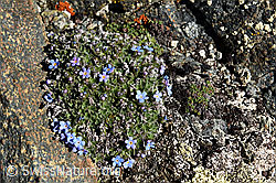 Photo: Himmelsherold (Eritrichium nanum)