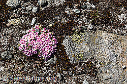 Foto: Rundes Polster vom Alpen-Mannsschild