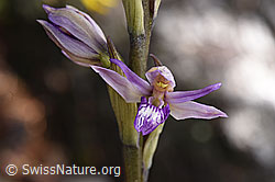 Violetter Dingel (Limodorum abortivum), Blüte (17.06.2016, F143999)