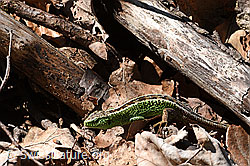 Photo: Zauneidechse (Lacerta agilis)