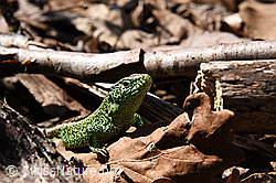 Photo: Zauneidechse (Lacerta agilis)