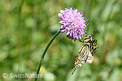 Schwalbenschwanz (Papilio machaon) an Skabiose (F146185)