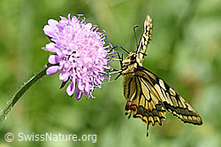 Schwalbenschwanz (Papilio machaon)