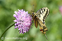 Schwalbenschwanz (Papilio machaon) (F146190)