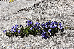 Foto: Glockenblumen auf Fels