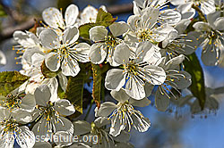 F151636: Frische Blüten des Kirschbaums