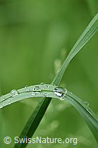 Wassertropfen auf Grashalm (F152039) Wassertropfen auf Grashalm (F152039)