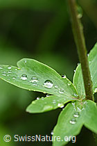 Wassertropfen auf Blatt (F152042)