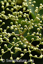 Schwarzer Holunder (Sambucus nigra) (F152164) Schwarzer Holunder (Sambucus nigra) (F152164)