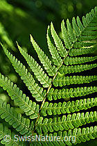 Farn in frischem Grün (F152222)