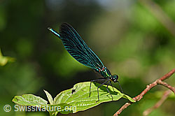 Foto: Blauflügel-Prachtlibelle (Calopteryx virgo)