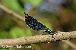 Foto: Blauflügel-Prachtlibelle (Calopteryx virgo)