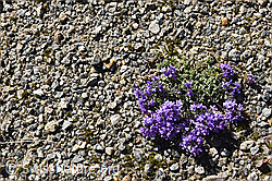 Linaria alpina (F152933)
