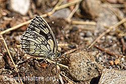 Schachbrett (Melanargia galathea) (22.07.2018, F153516)