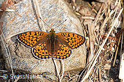 F153597: Grosser Perlmutterfalter (Argynnis aglaja) auf Stein