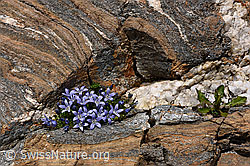 Photo: Mont Cenis-Glockenblumen in Felsnische