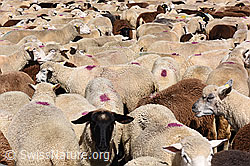 Photo: Schafherde in Gehege