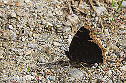 Photo: Nymphalis antiopa