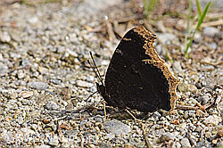 Photo: Nymphalis antiopa