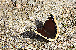 Photo: Nymphalis antiopa