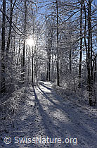 F156799: Gegenlicht im angezuckerten Wald