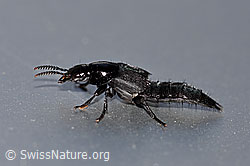 Hornissenkäfer (Velleius dilatatus) (F158786)